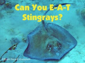 Can stingrays be caught and eaten as food? The answer is yes. Here is everything you need to know!