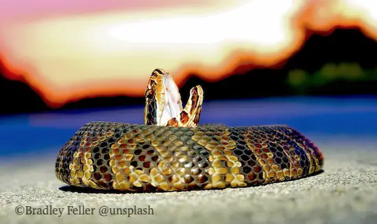 Water Moccasin from Florida. They sometimes adopt this threat defense posture with mouth open and gaping.