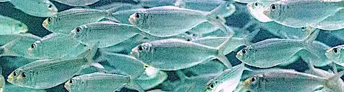 School of bigeye scad baitfish great for mahi, kingfish, tuna, and other pelagic fish.