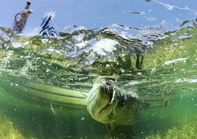 Catching tarpon rolling in the water off Clearwater Beach, Florida.