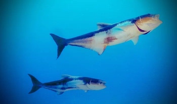 Cobia swimming together underwater in Florida.