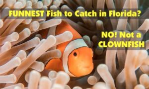 Is this fish the most fun to catch in Florida? NOPE! Read to find out which one gives anglers the biggest thrill.
