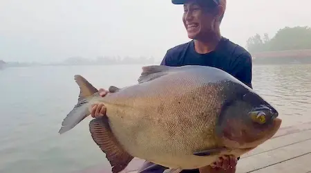 Very big pacu fish caught in freshwater.