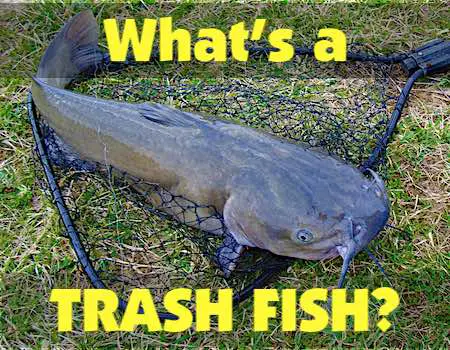 Catfish is a common Florida trash fish.