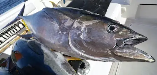 Big yellowfin tuna caught on a boat in Southern Florida.