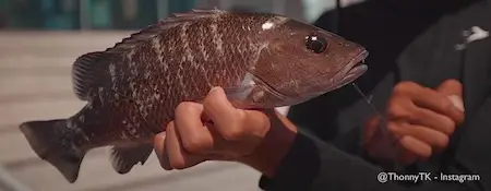 A keeper Gray (Mangrove) Snapper from The St. Petersburg Pier just south of Tampa. Thonny caught by freelining small greenbacks.