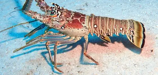 Spiny lobster underwater in Florida. Panulirus argu is the species.