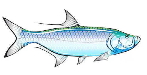 Tarpon graphic showing body shape and color.
