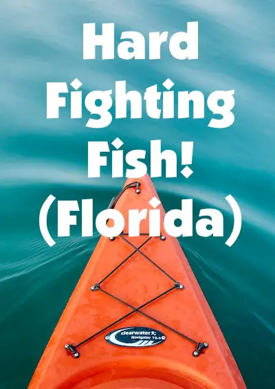 Hard fighting fish in Florida when fishing from a kayak.