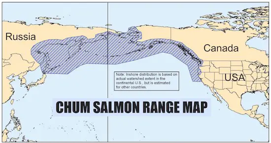 Chum salmon range map showing world distribution.