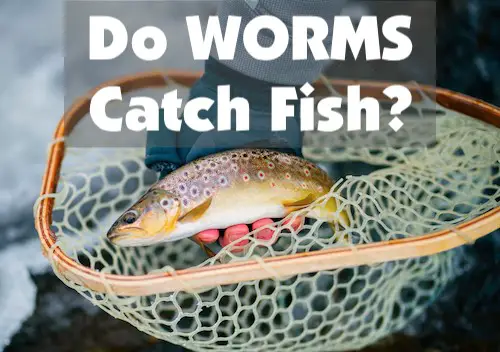 Do worms catch fish? Yes, they catch trout, bass, catfish, crappie, bowfin, and many more freshwater fish.