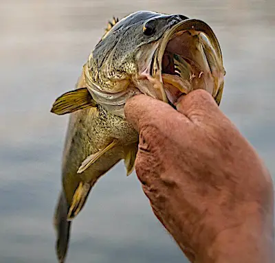 Bass caught on live nightcrawler worm in a freshwater lake in Odessa, Florida.