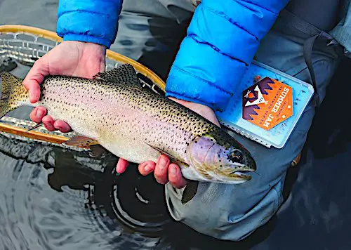 Trout caught on live red worms in lake.