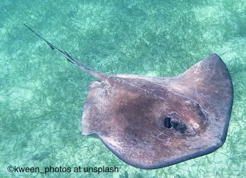 Stingray on the bottom in the sand with a venomous stinging barb.