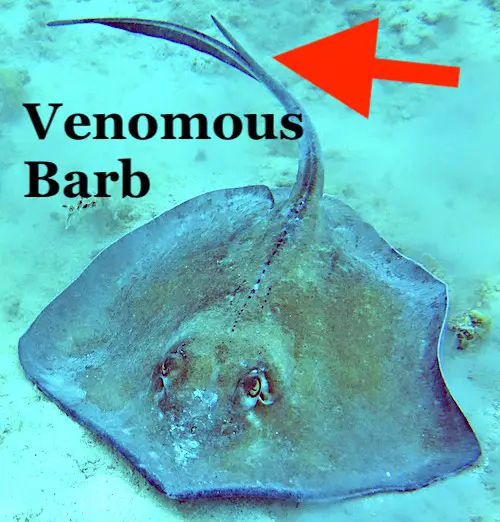 Dangerous stingray barb on tail of a stingray in Florida.