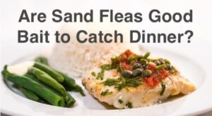 Are sand fleas good bait for dinner when fishing in the saltwater areas of Florida?