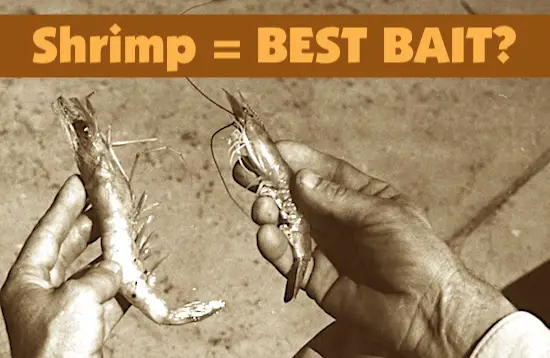 Is Shrimp a Good Bait for Fishing in the Ocean?