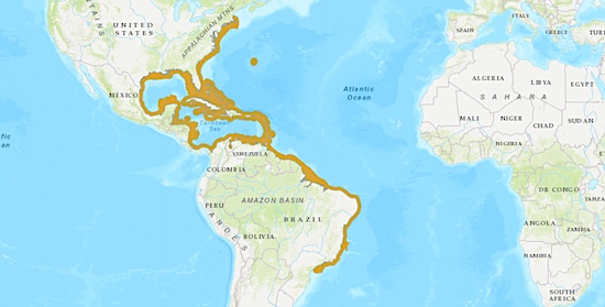 Permit fish range distribution across North and South America.