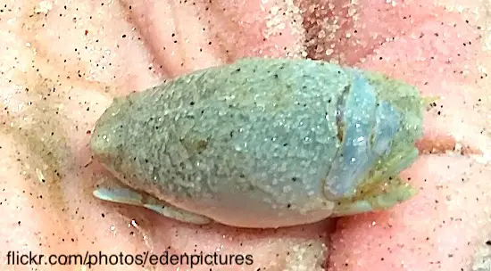 Green colored sand flea plucked from beneath the wet sand after a wave.