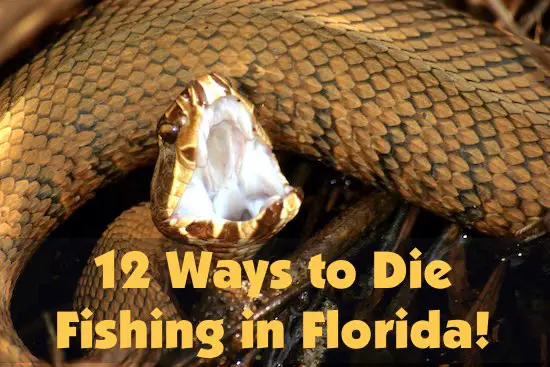 12 Things That Can Kill You When Fishing in Florida