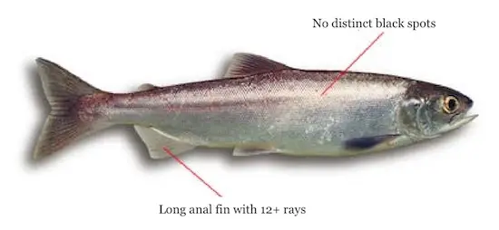 Silver kokanee salmon when not spawning is primarily silver with some blue areas.