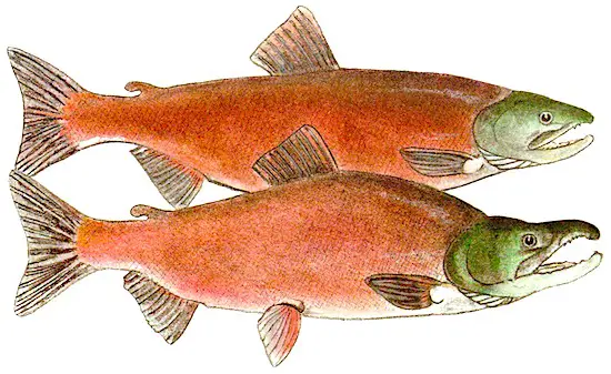 Kokanee salmon turn bright red with a green head during spawning. Males have a hooked jaw and bump on the neck.