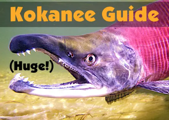 Our huge guide about Kokanee Salmon Fishing.