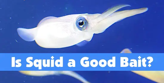 Is Squid a Good Bait for Fishing in the Ocean?