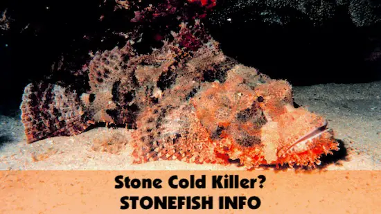 Stonefish - is it a killer or just very capable of defending itself?