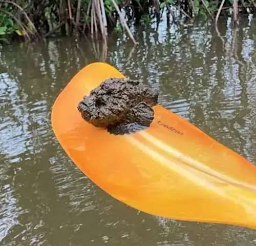 A deadly stonefish balanced on a kayak paddle in Australia.
