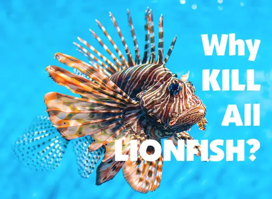 Lionfish close up and "Why Kill All Lionfish" text.