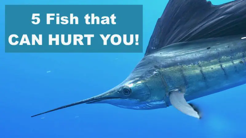 5 Fish that Can Hurt You While Fishing (not sharks)