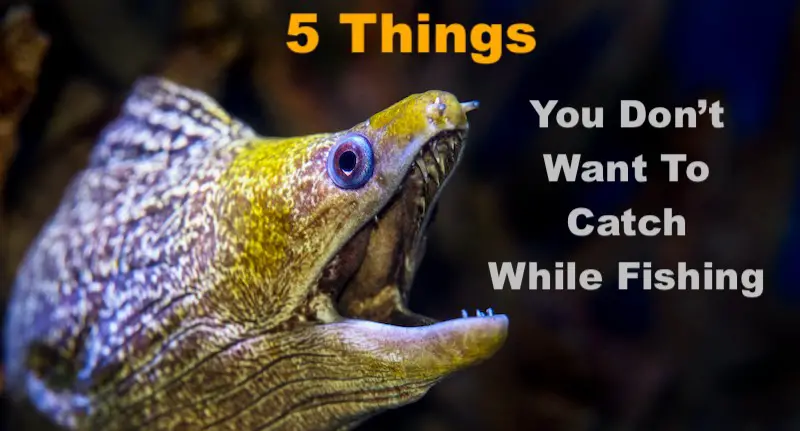 5 Things (not fish) you don't want to catch while fishing in Florida.
