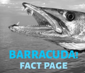 Barracuda facts, species, diet, range, distribution, preferences.