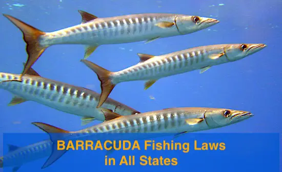 Fishing laws in the USA for catching Barracuda. Bag limits, length limits, season.