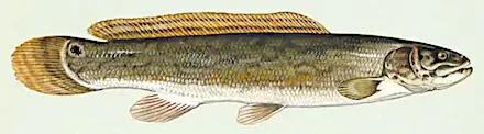 Bowfin, Almia calva. Freshwater fish in Florida and much of the US east coast.