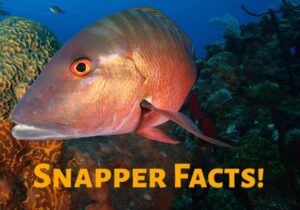 Snapper facts about species, range and distribution, a massive set of information.