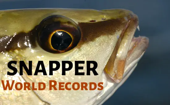 Snapper Fishing Records (World and USA)
