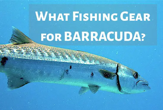 What fishing gear is best to use for barracuda and which fishing rigs?