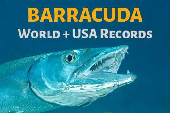 World and USA States Great Barracuda records for biggest fish caught on rod and reel (all-tackle).