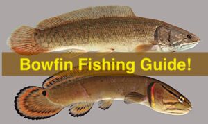 Bowfin Fish Guide for Florida and US east coast lakes and rivers.