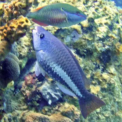 Reef fish and parrotfish on the coral reef.